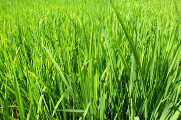Grown green paddy field, rice in Thailand