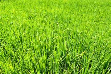 Grown green paddy field, rice in Thailand