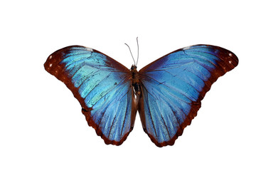Blue Morpho Butterfly (Morpho godarti) in a natural position.