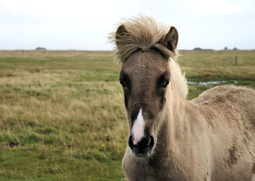 Windfarbenes Fohlen II
