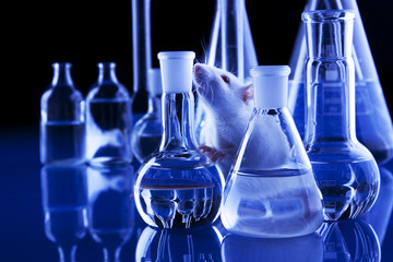 White Rat in laboratory