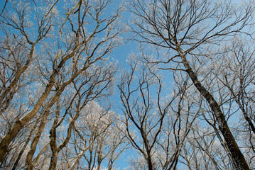 wide angle of bare branches of trees