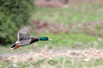 Mallard male in fly