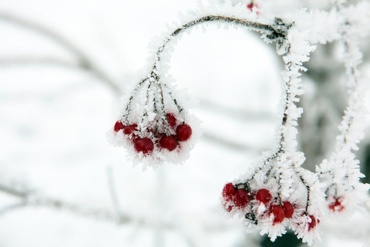 bacche rosse con brina