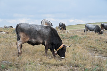 Cows grazing in the meadow.