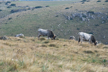 Cows grazing in the meadow.