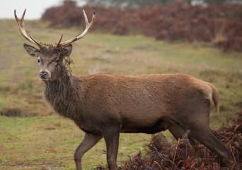 Stag Deer in England