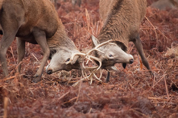 Deer Fighting