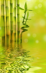 Fototapeta na wymiar bamboo above water level