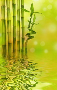 bamboo above water level