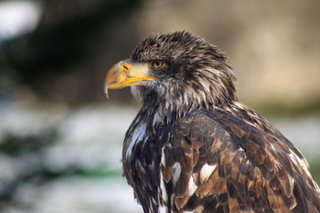 Weißkopfseeadler, Jungvogel