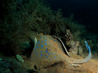 Bluespotted stingray