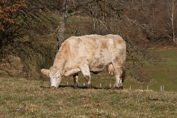 genisse dans un pré