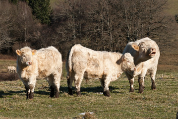 trois genisses dans un pr&eacute;