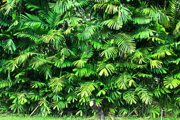 Green leaves background