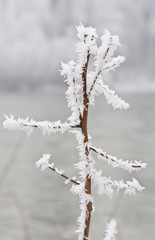 texture of ice on the branch