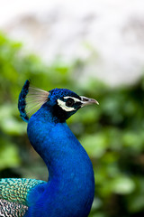 Peacock portrait