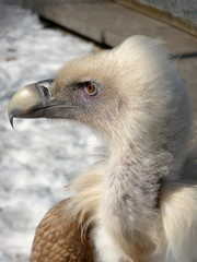 Griffon portrait