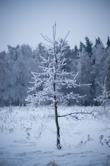 Lone tree covered with snow and ice stay in field