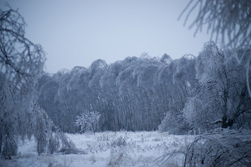 Landscape of forest covered with snow and ice after storm