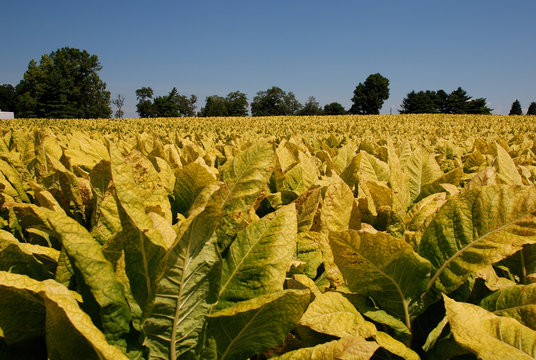 Tabakpflanzen in Pennsylvania