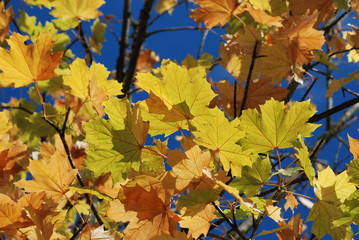 Naklejka na ściany i meble Tree in autumn colours
