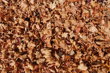 Dead leaves lying on ground