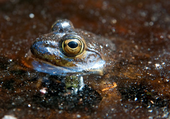 Frog in the pond