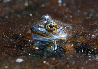 Frog in the pond