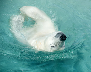 Ours polaire dans l& 39 eau