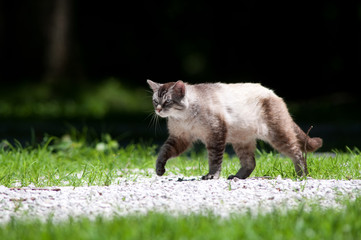 Large male outdoor cat