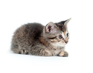 Tabby kitten on hind legs
