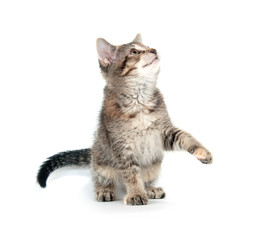 Tabby kitten on hind legs