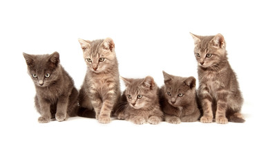 Fototapeta na wymiar Five gray kittens on white background