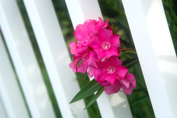 Flowers and white fence