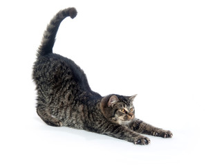 Fototapeta premium Cute tabby kitten stretching