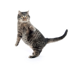 Obraz premium Tabby cat on white