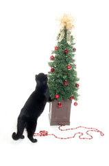 Black cat and Christmas tree