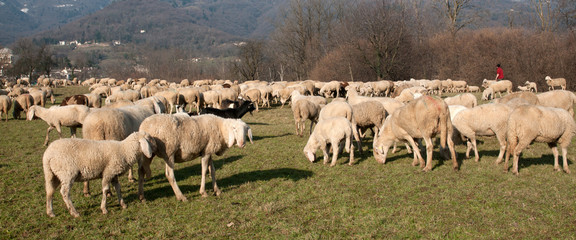 Flock of sheep