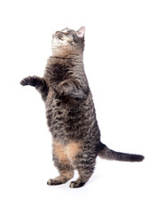 Cute tabby cat on white background
