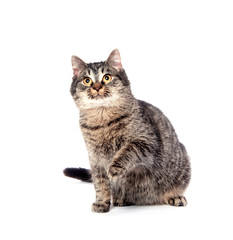 Cute tabby cat on white background
