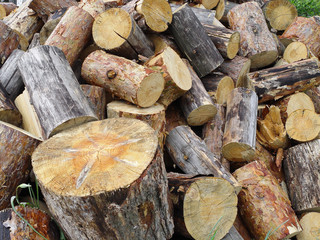 Fototapeta premium Firewood.