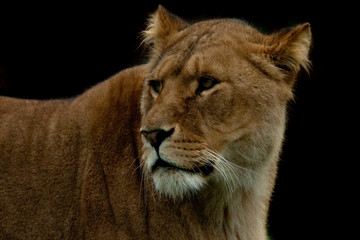 Close up head and shoulders of lion isolated on black