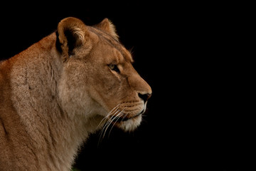 Close up profile d& 39 un lion isolé sur noir