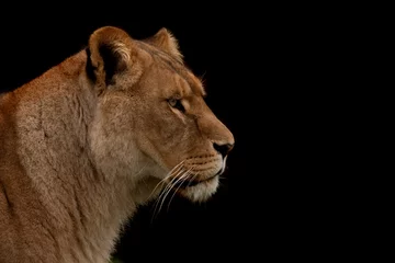 Papier Peint photo autocollant Lion Close up profile d& 39 un lion isolé sur noir