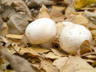 Mushrooms in wood