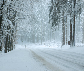 Straße mit schneebedeckten Tannen im Winter