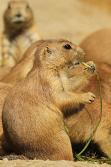 Prairie dog eating
