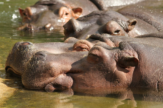 Hippo's in water sleeping