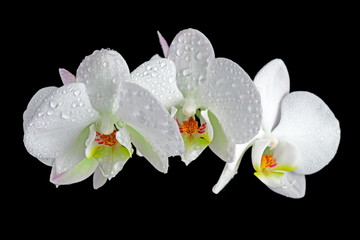 White orchid with drop of dew